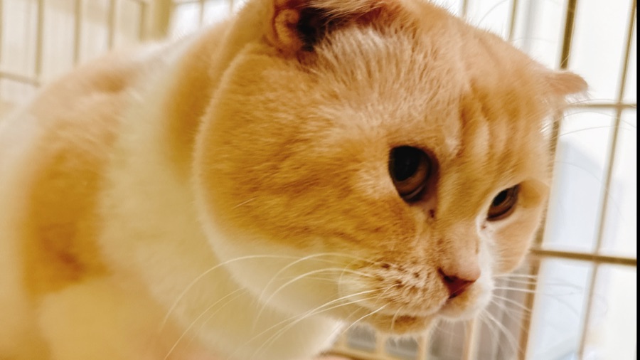 健康チェック中の猫